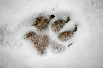 Paw print in winter white snow