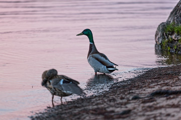 duck, bird, outdoor, animal, river, beak, copy space