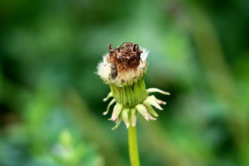 Closed Dandelion flower with small black bug crawling on top and dark green leaves in background on warm sunny day