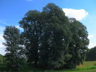 Fototapeta premium Summer landscape of trees and meadows against the blue sky