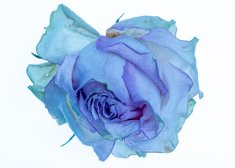 Dried rose flower head isolated on white background