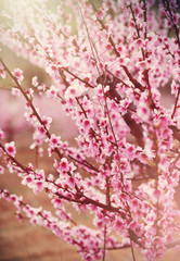 Obraz premium Peach blossoms in full bloom.