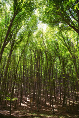 Sun shining through trees in a forest lighting up the trunks and forest floor with a warm glow in a nature and environmental background.