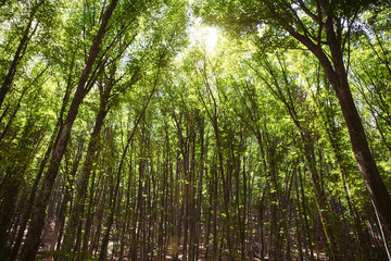Fototapeta premium Sun shining through trees in a forest lighting up the trunks and forest floor with a warm glow in a nature and environmental background.