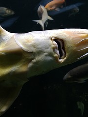 sea fish with open mouth