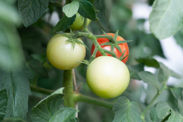 Tomaten grün, rot