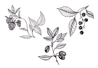Botanical monochrom illustration of wild berries.