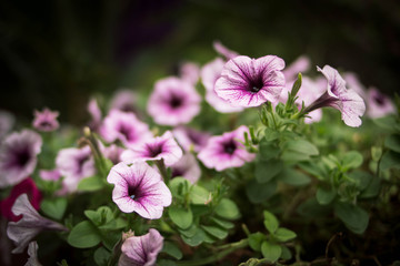 Beautiful spring petunia flower for background