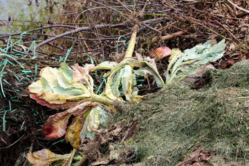 Compost pile inside of large compost bin in local garden full of cut branches, dry grass, leaves and old kale on warm summer day