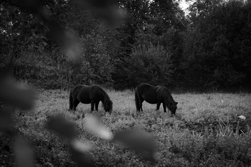 Fototapeta premium couple horses in the forest