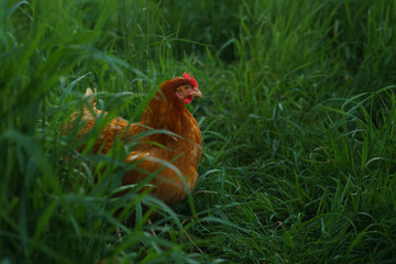 chicken on green grass