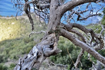 Knotty Mountainside Pine Tree Detail, Cyprus