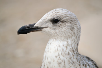 Herring gull