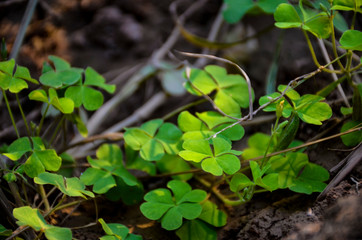green plant in the garden
