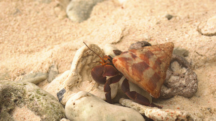 Hermit crab with a large shell passing through the sand, through the stones