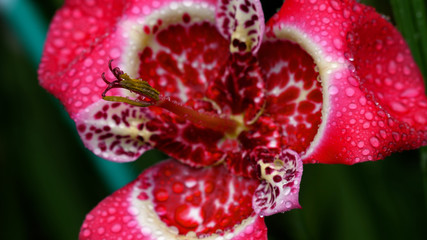 Tigridia pavonia swings in the wind in the garden. Beautiful bright pink tigrid flower from the family of iris
