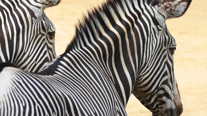 Fototapeta na wymiar Two zebras close-up. Striped animals look into the distance. Back view