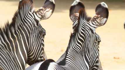 Naklejka premium Two zebras close-up. Striped animals look into the distance. Back view