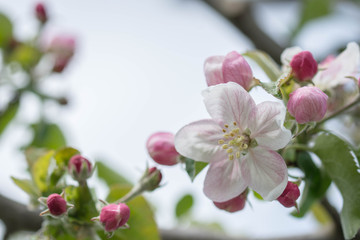 Blüte Apfelblüte Baum Frühling Sommer Detail