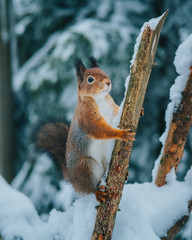 Winter squirrel on fence