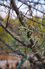 branch of tree in autumn 