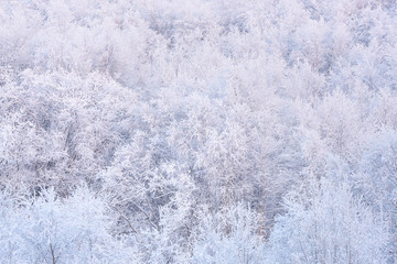 winter forest. trees in the snow texture