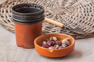 Bulb Scilla  and  garden shovel