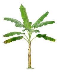 Banana tree isolated on white background with clipping paths