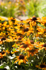 Yellow flowers in the garden