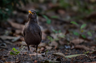 Chinese Blackbird on the ground in nature.
