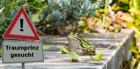 Schild Traumprinz gesucht Frosch