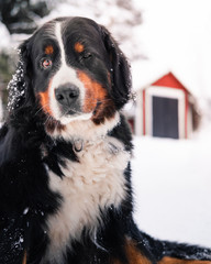 Bernese mountaindog winter 