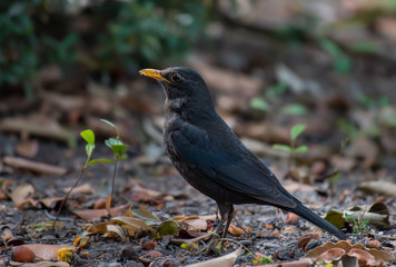 Chinese Blackbird on the ground in nature.
