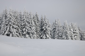 Spruce Tree Forest Covered by Snow in Winter