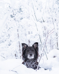 Black mixed breed dog in snowy forest