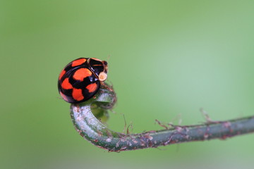 Ladybird on green background , macro photography