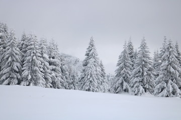 Spruce Tree Forest Covered by Snow in Winter