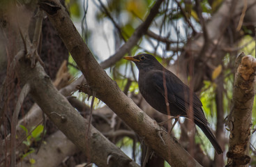 Chinese Blackbird on tree in nature.