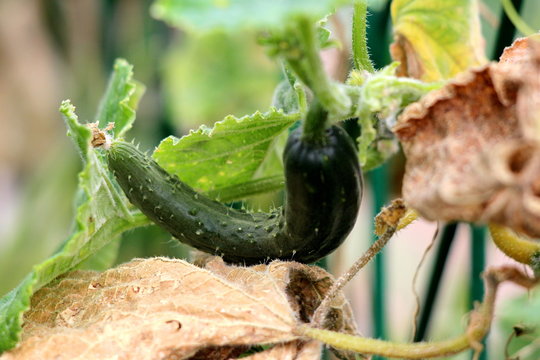 Cucumber or Cucumis sativus creeping vine plant with thin single cucumber growing in local garden surrounded with large green and dried brown leaves on warm summer day