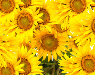 bunch of sunflowers close up in the detail