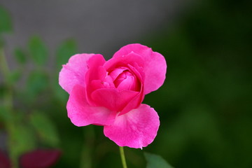 Dark pink rose starting to open its petals and bloom on warm summer day surrounded with green leaves in local garden
