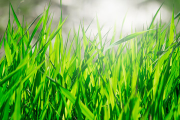 Green grass in sunlight. Spring beautiful background.