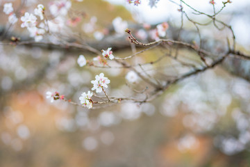 冬桜と紅葉