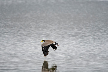 Yellow masked lapwing in flight