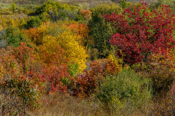 Autumn landscape with bright leaves of trees near Russian-Orlovka in Donbass 7
