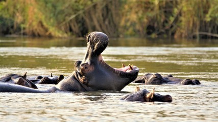 Hippo with big mouth at okavango river