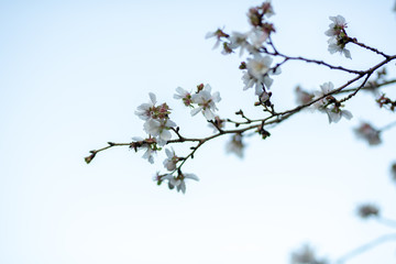 冬桜