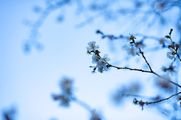 Obraz premium 冬桜