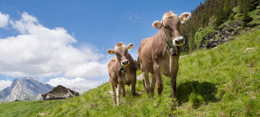 Happy cows in the Alps