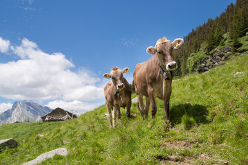 Fototapeta na wymiar Happy cows in the Alps
